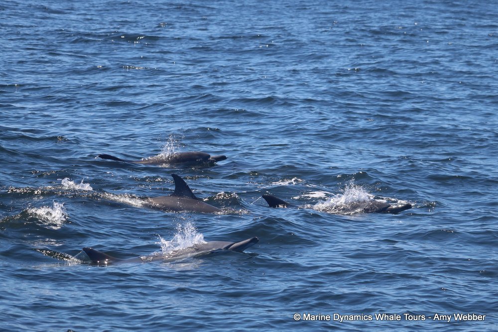 dolphin, whale watching, gansbaai, south africa,