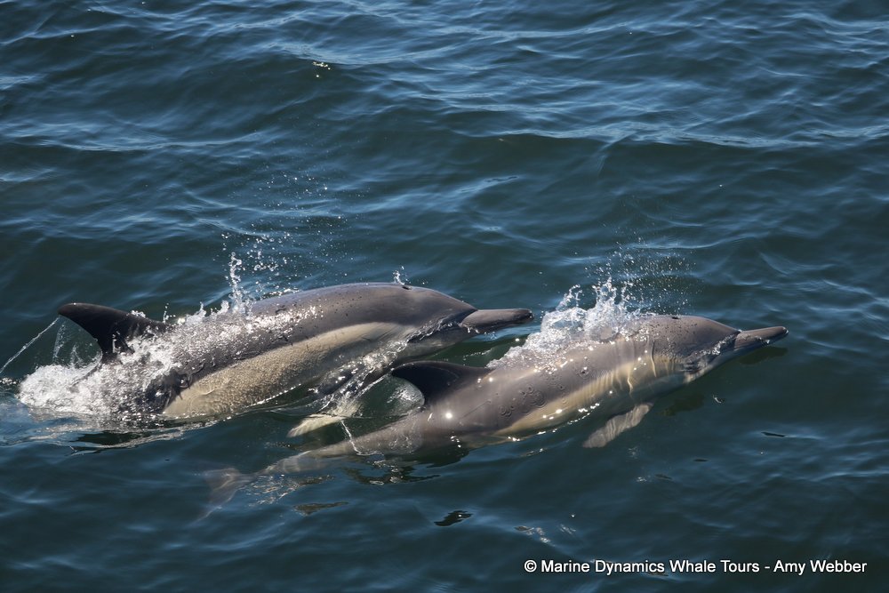 dolphin, whale watching, gansbaai, south africa,