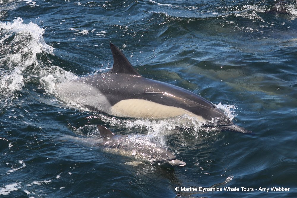 dolphin, whale watching, gansbaai, south africa,