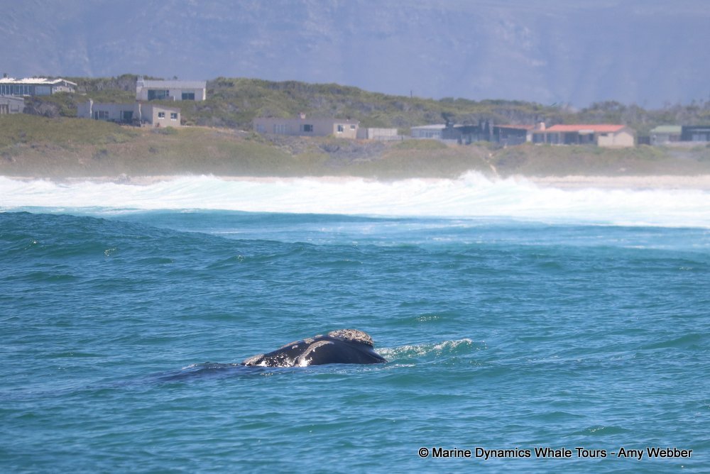 Southern right whale, whale watching, gansbaai, south africa,