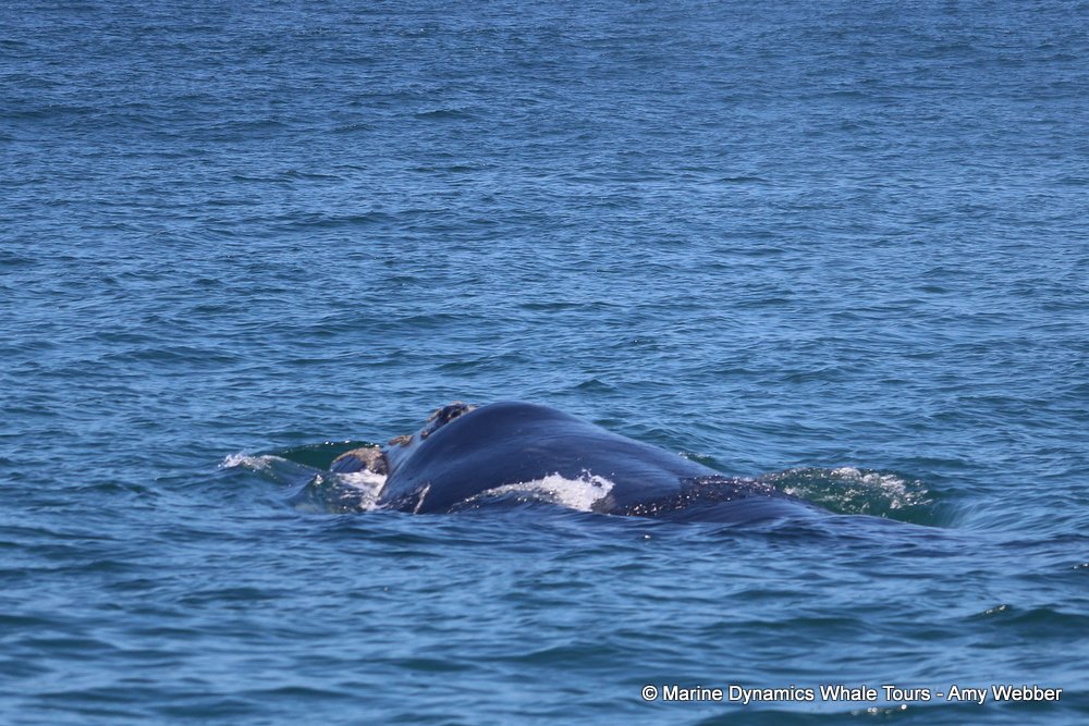 Southern right whale, whale watching, gansbaai, south africa,