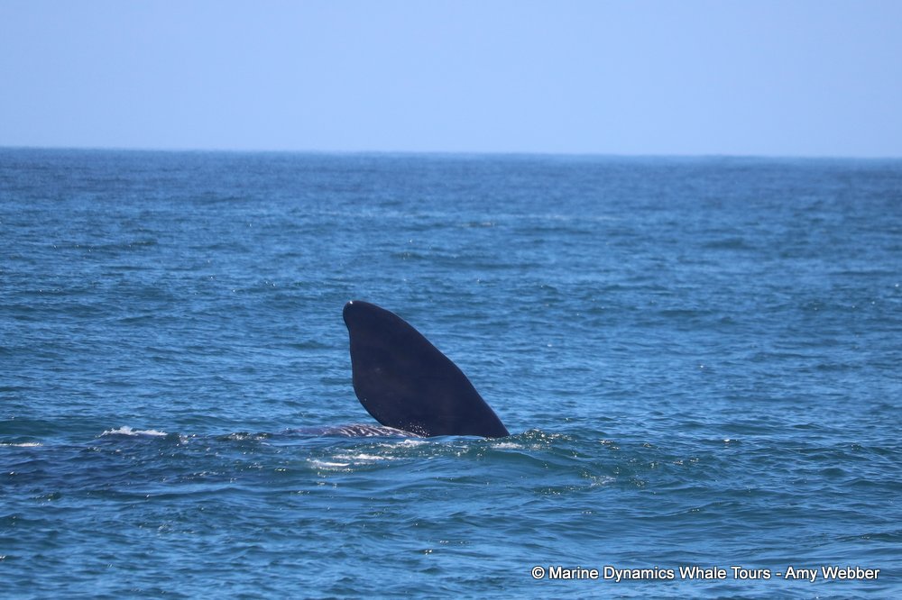 Southern right whale, whale watching, gansbaai, south africa,