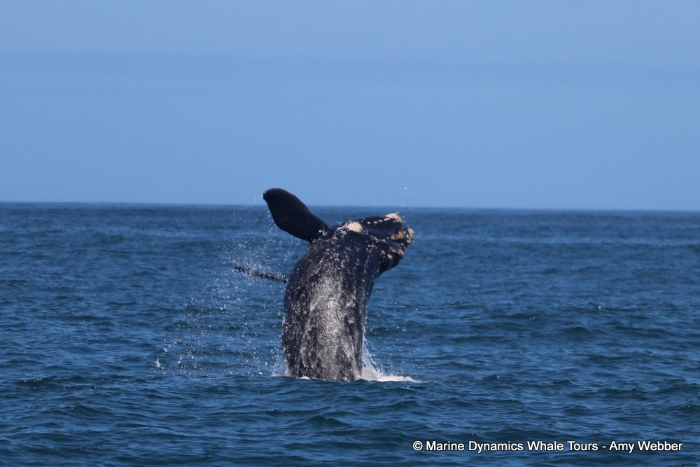 Marine Big 5 Daily Blog 20 November