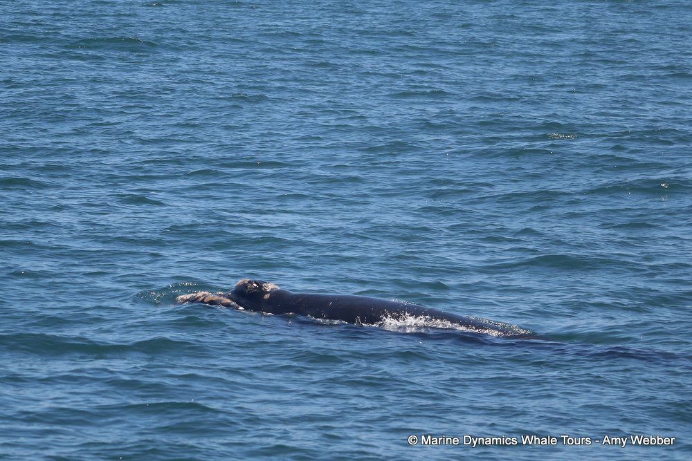 Southern right whale, whale watching, gansbaai, south africa,