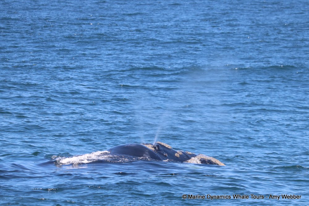 Southern right whale, whale watching, gansbaai, south africa,