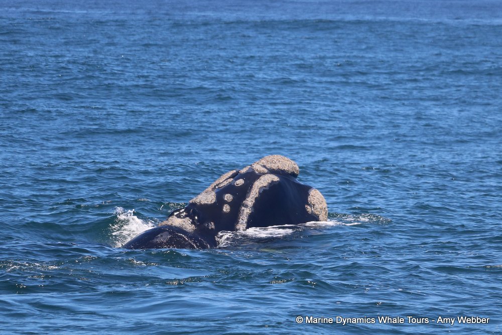 Southern right whale, whale watching, gansbaai, south africa,
