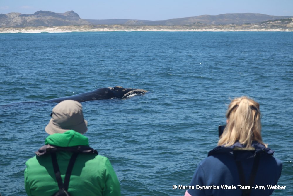 Southern right whale, whale watching, gansbaai, south africa,
