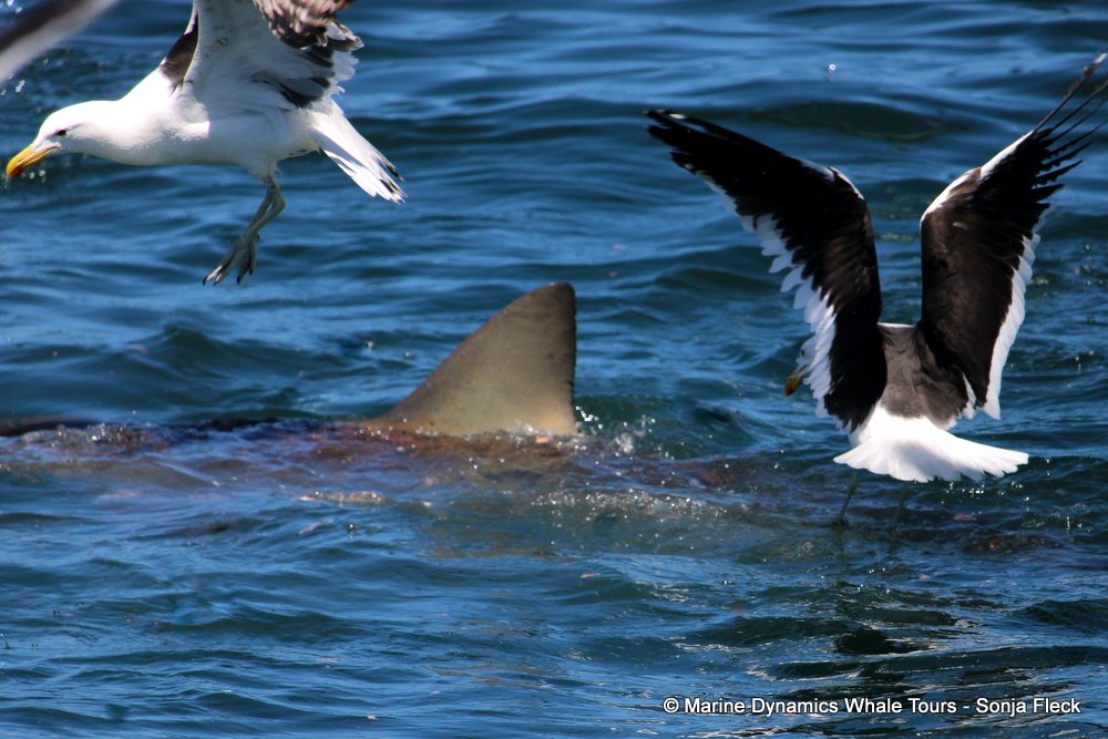 bronze whaler shark, whale watching, gansbaai, south africa,
