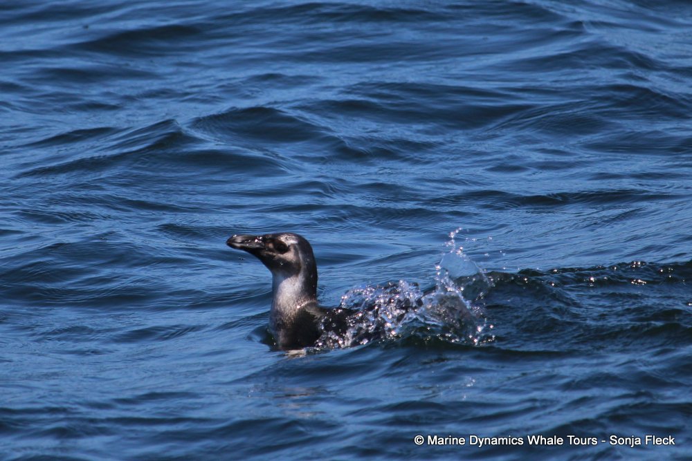 penguin, whale watching, gansbaai, south africa,