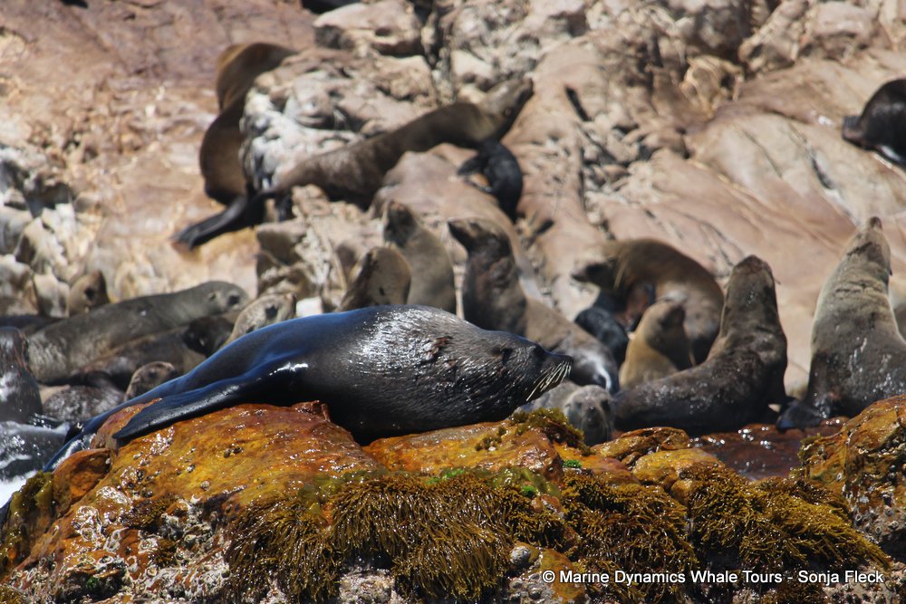 cape fur seal colony, whale watching, gansbaai, south africa,