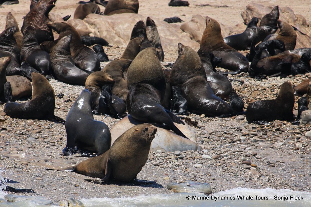 cape fur seal colony, whale watching, gansbaai, south africa,