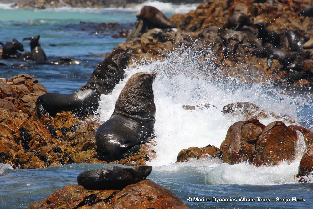 cape fur seal, whale watching, gansbaai, south africa
