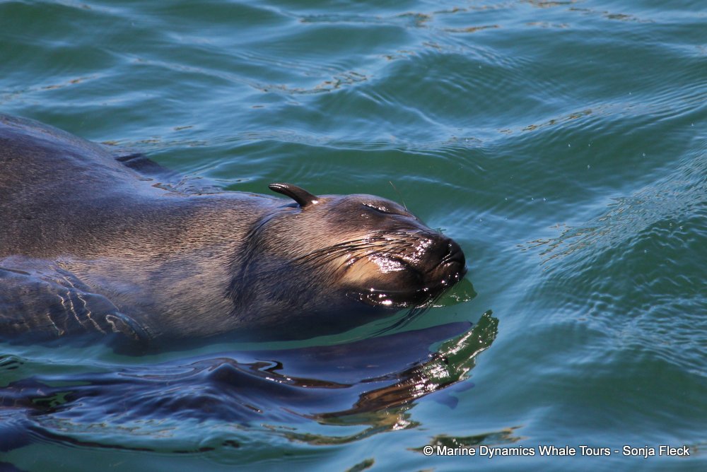 cape fur seal, whale watching, gansbaai, south africa