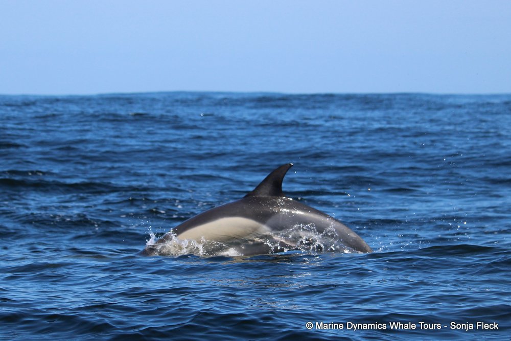 dolphin, whale watching, gansbaai, south africa,