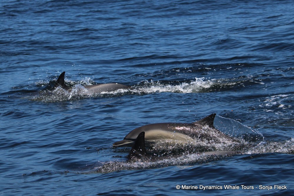 dolphin, whale watching, gansbaai, south africa,