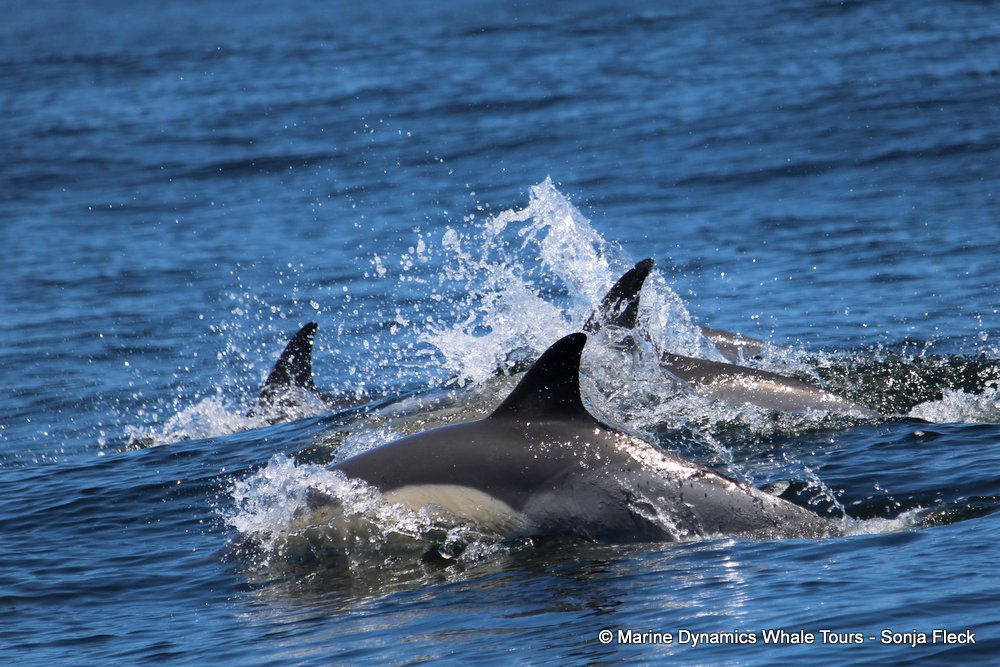 dolphin, whale watching, gansbaai, south africa,