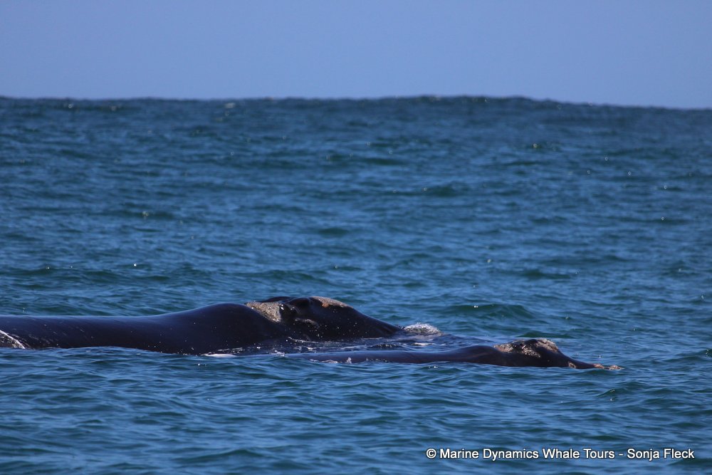 Southern right whale, whale watching, gansbaai, south africa,