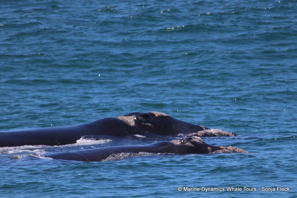 Southern right whale, whale watching, gansbaai, south africa,
