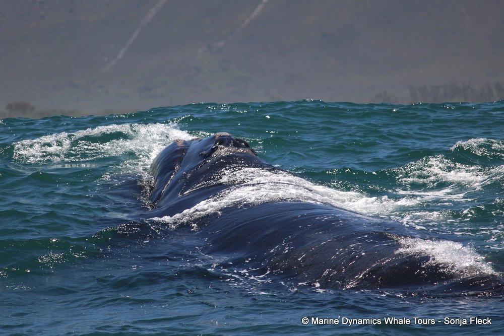 Southern right whale, whale watching, gansbaai, south africa,