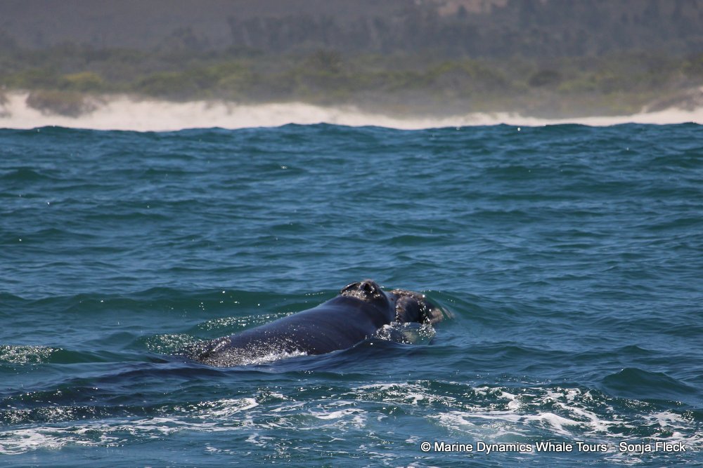 Southern right whale, whale watching, gansbaai, south africa,