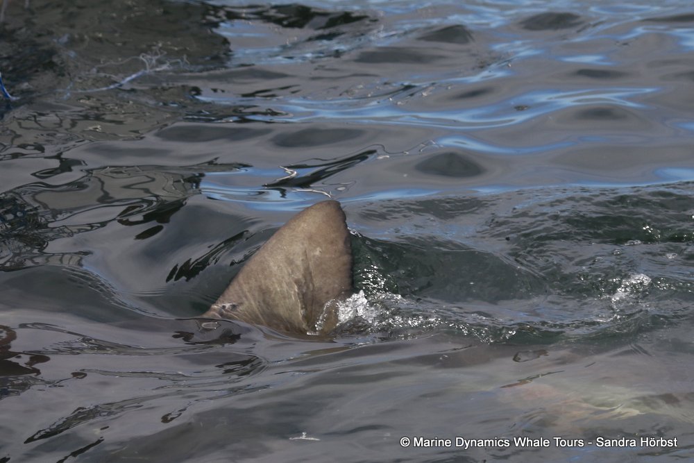shark dorsal fin, whale watching, gansbaai, south africa,