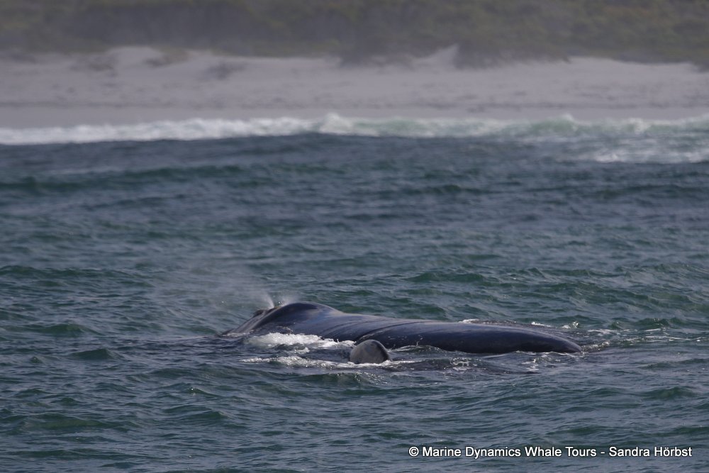 Southern right whale, whale watching, gansbaai, south africa,