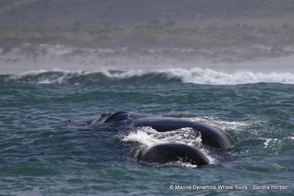 Southern right whale, whale watching, gansbaai, south africa,