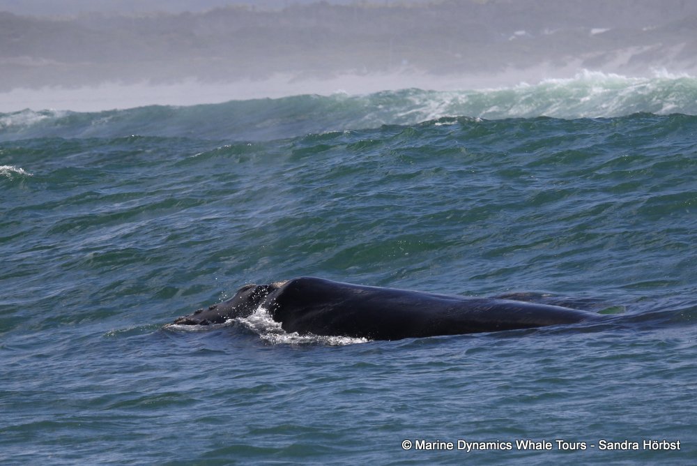 Southern right whale, whale watching, gansbaai, south africa,
