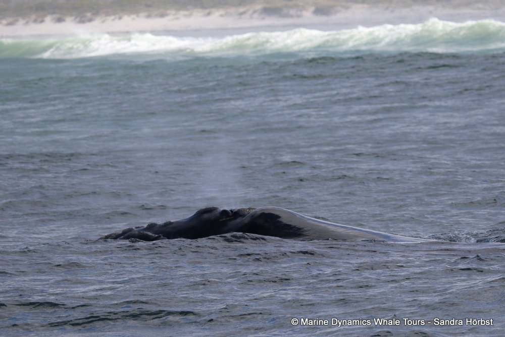 Southern right whale, whale watching, gansbaai, south africa,