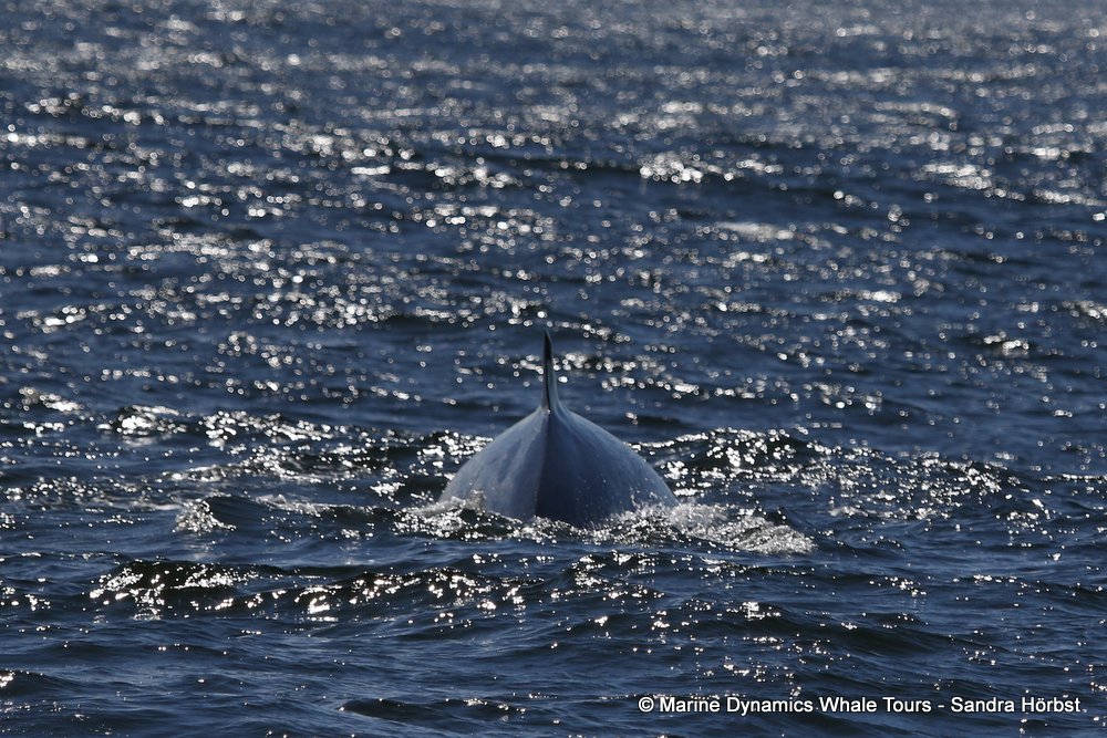 bryde's whale, whale watching, gansbaai, south africa,