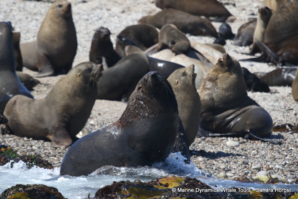 cape fur seal, whale watching, gansbaai, south africa