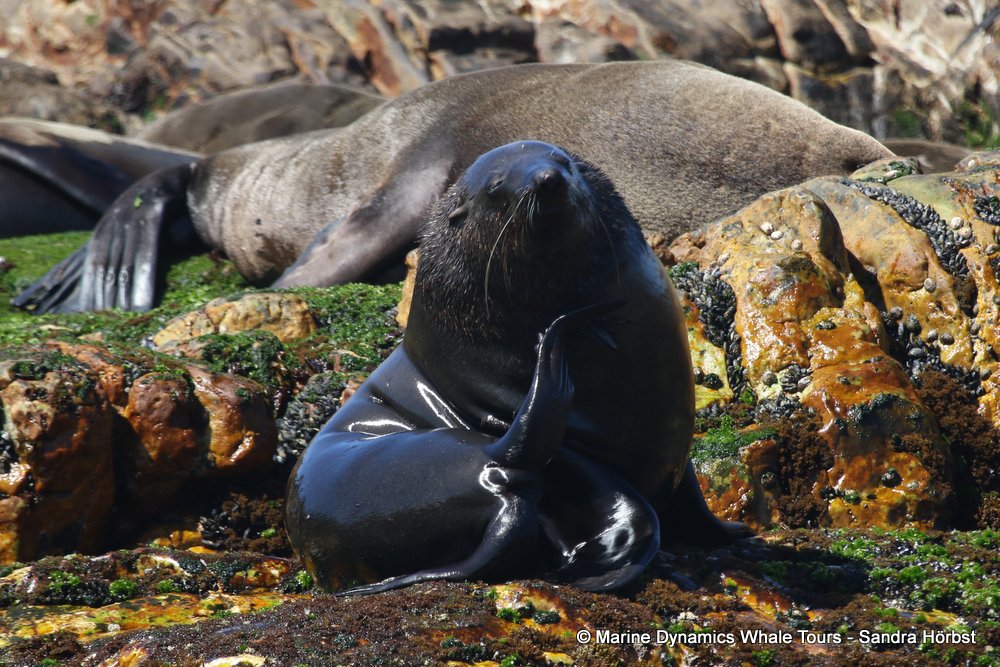 cape fur seal, whale watching, gansbaai, south africa