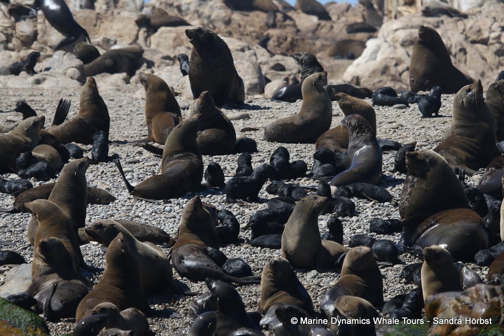 cape fur seal, whale watching, gansbaai, south africa