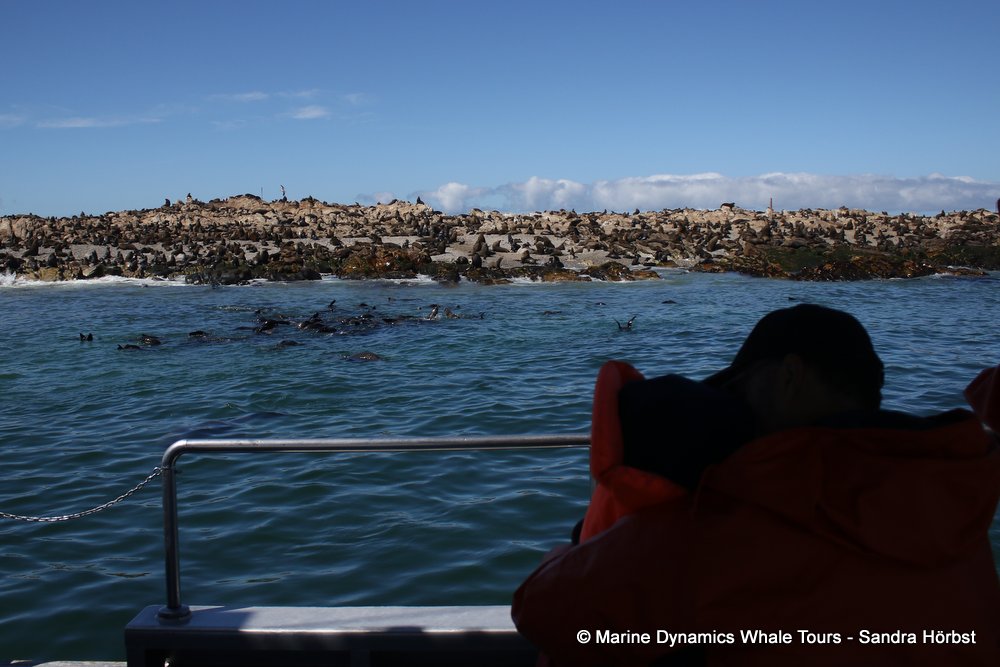 cape fur seal colony, whale watching, gansbaai, south africa,