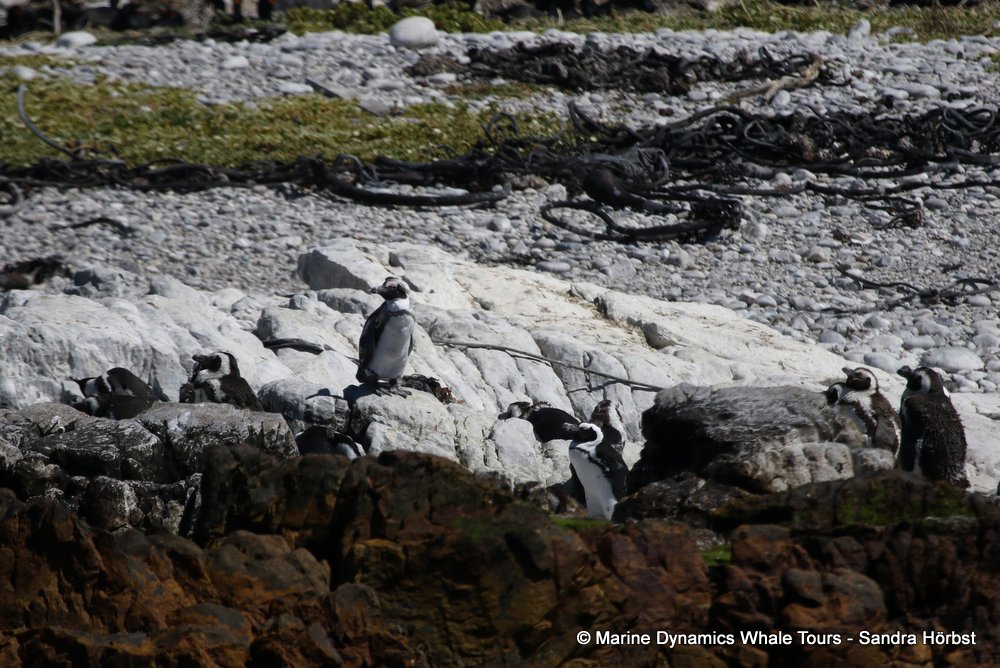 penguins, whale watching, gansbaai, south africa,