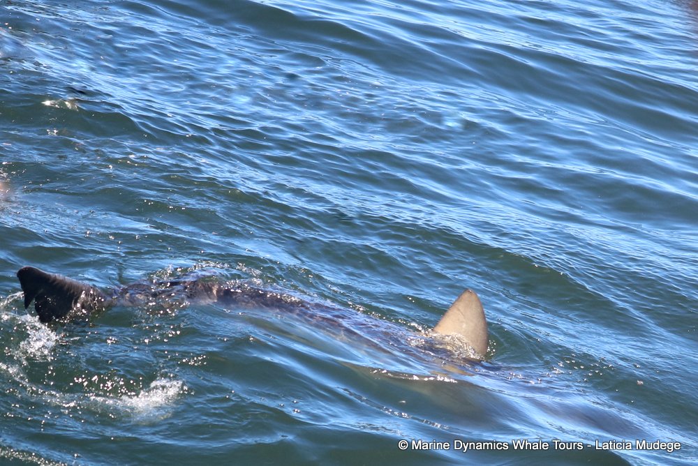 bronze whaler shark, whale watching, gansbaai, south africa,