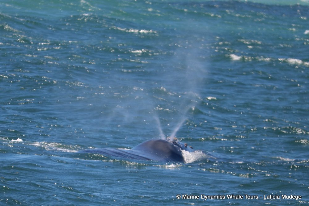 Southern right whale, whale watching, gansbaai, south africa,
