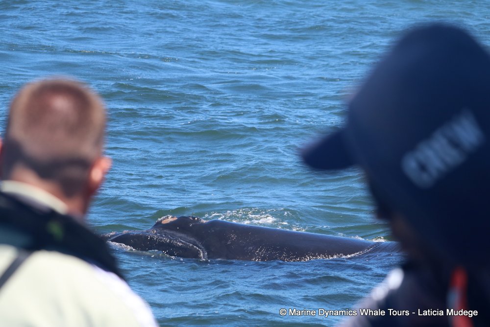 Southern right whale, whale watching, gansbaai, south africa,