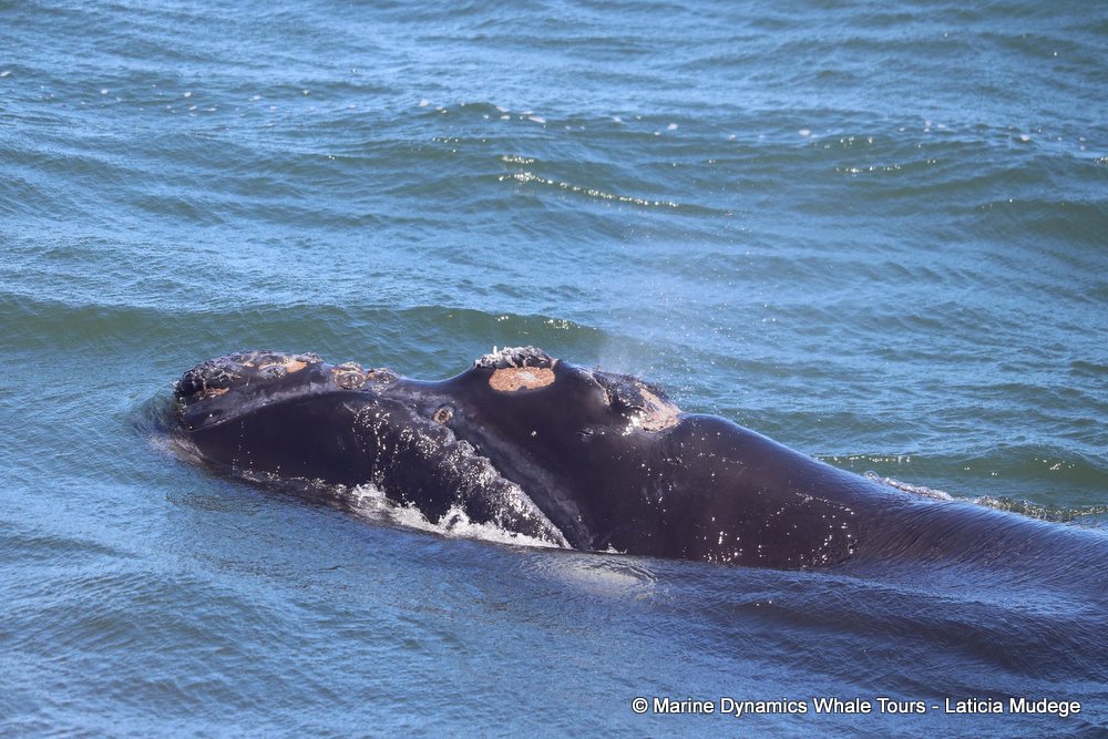 Southern right whale, whale watching, gansbaai, south africa,
