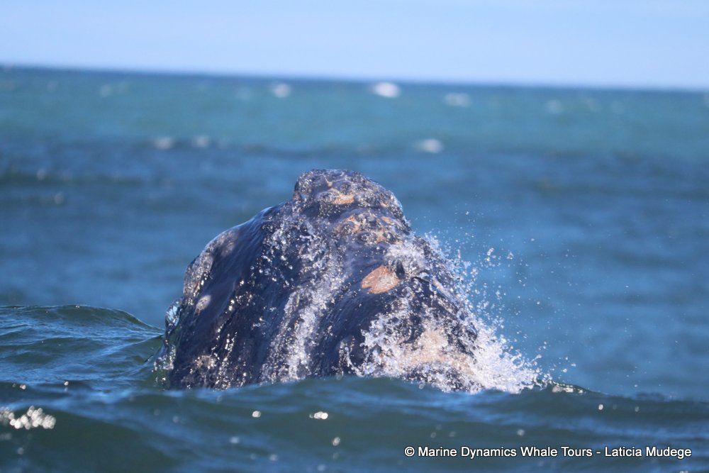 Southern right whale, whale watching, gansbaai, south africa,