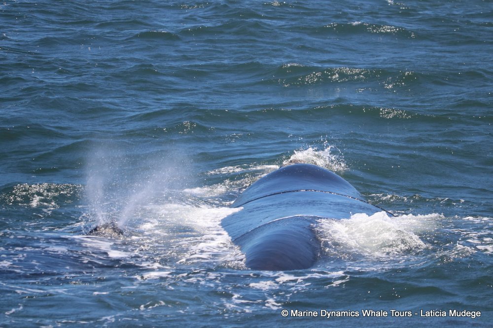 Southern right whale, whale watching, gansbaai, south africa,
