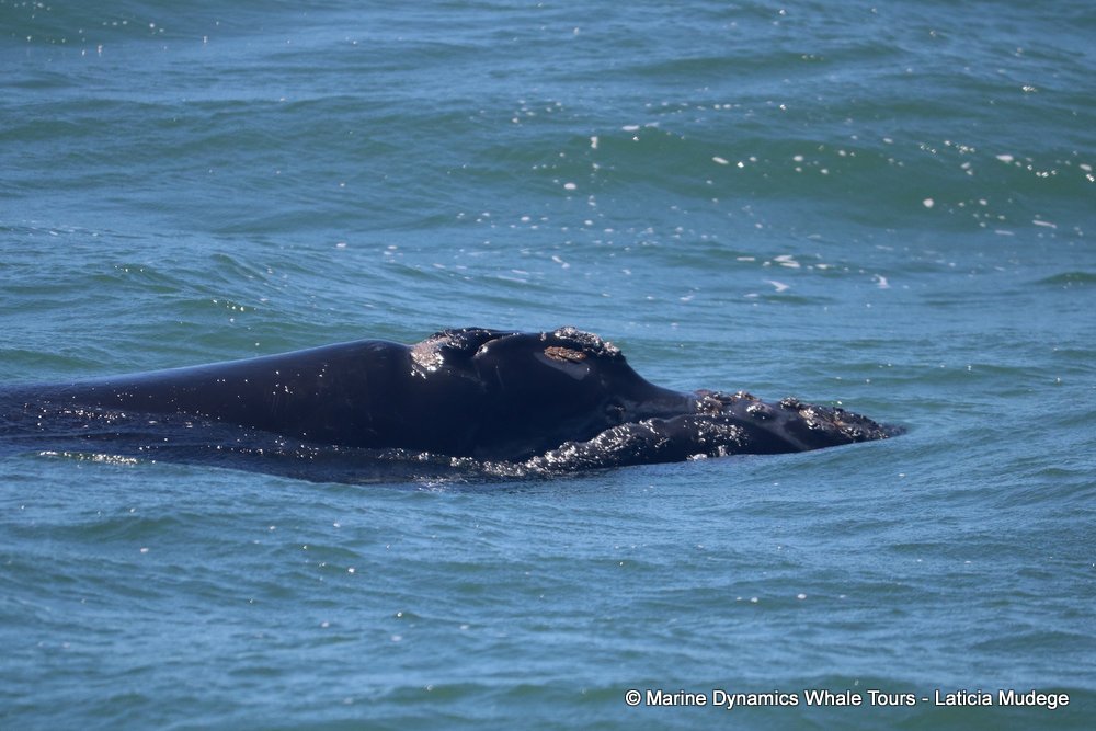 Southern right whale, whale watching, gansbaai, south africa,