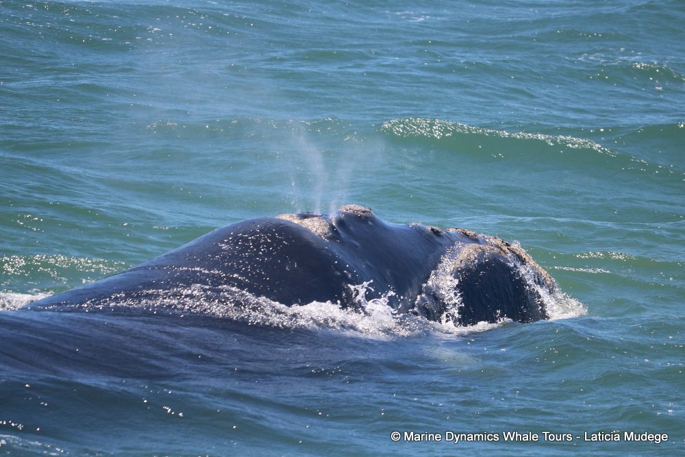 Marine Big 5 Daily Blog 21 November