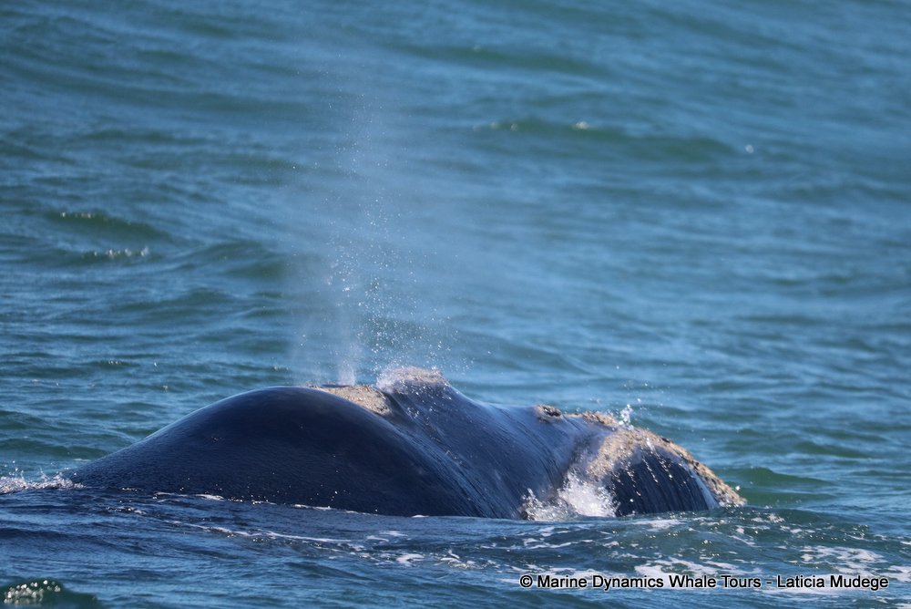 Southern right whale, whale watching, gansbaai, south africa,
