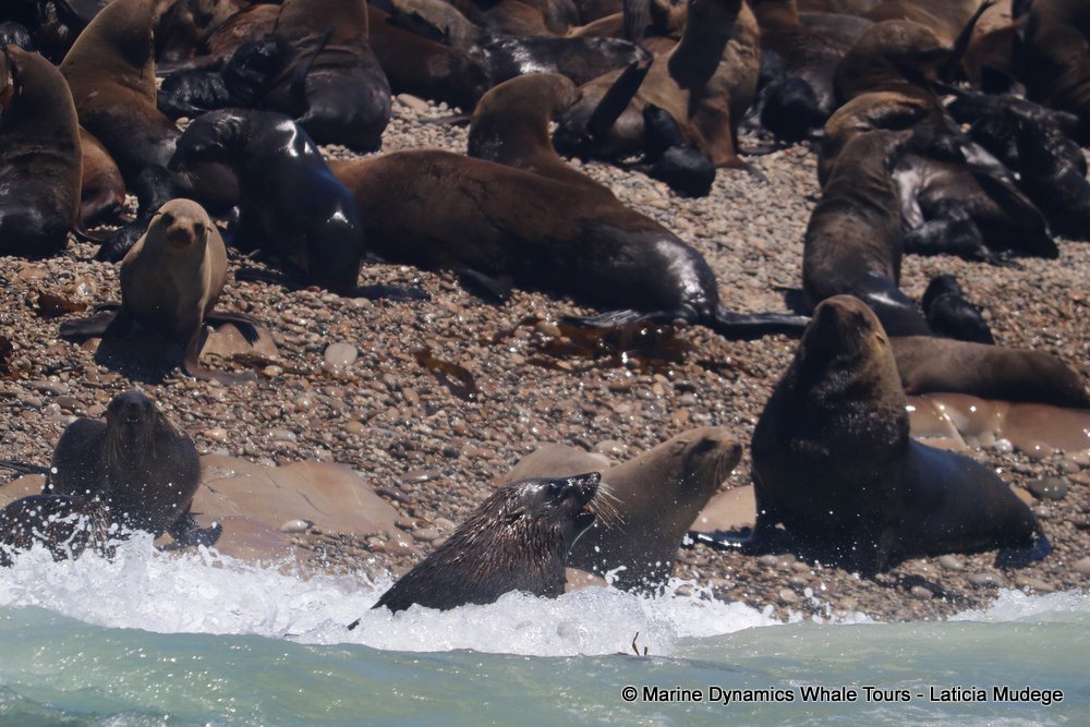cape fur seal, whale watching, gansbaai, south africa