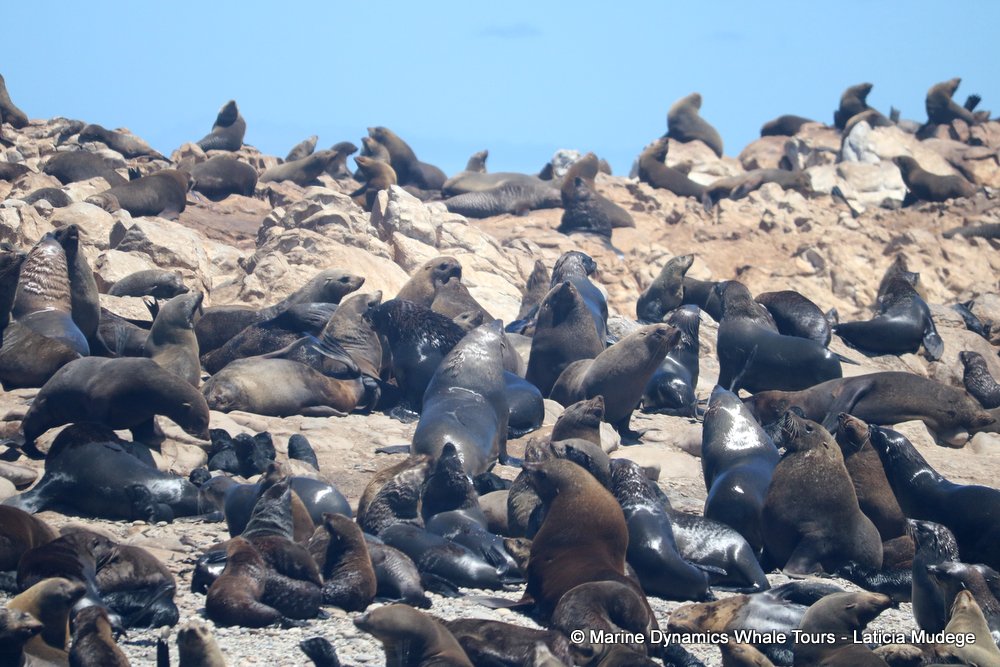 cape fur seal colony, whale watching, gansbaai, south africa,