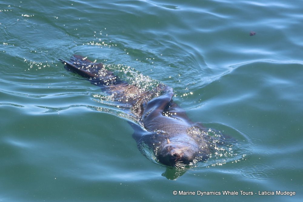 cape fur seal, whale watching, gansbaai, south africa