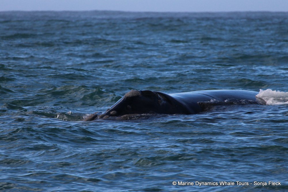 Southern right whale, whale watching, gansbaai, south africa,