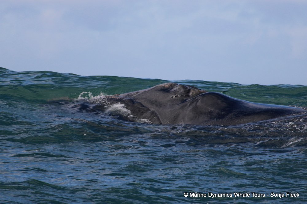 Southern right whale, whale watching, gansbaai, south africa,
