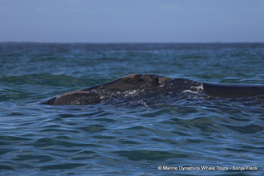 Southern right whale, whale watching, gansbaai, south africa,